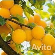 Слива саженцы