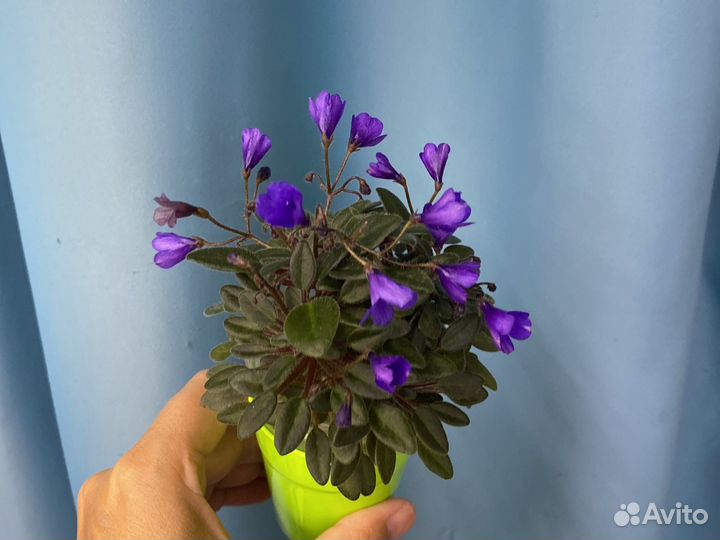 Фиалка трейлерные