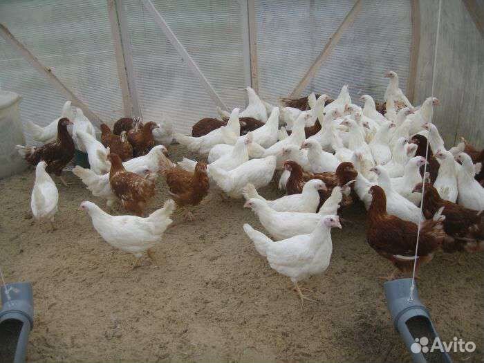 Молодки Красные и Белые, 4 месячные