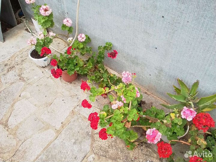 Герань королевская