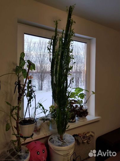 Кактус молочай