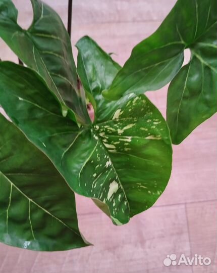 Сортовые сингониумы разные сорта