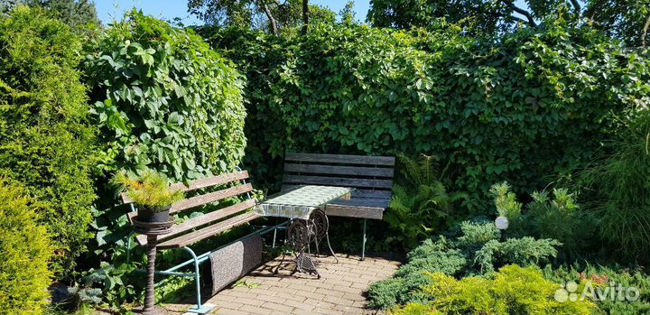 Девичий виноград