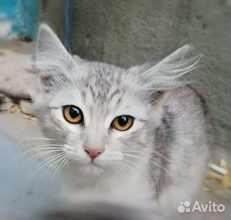 Отдам котяток в добрые руки