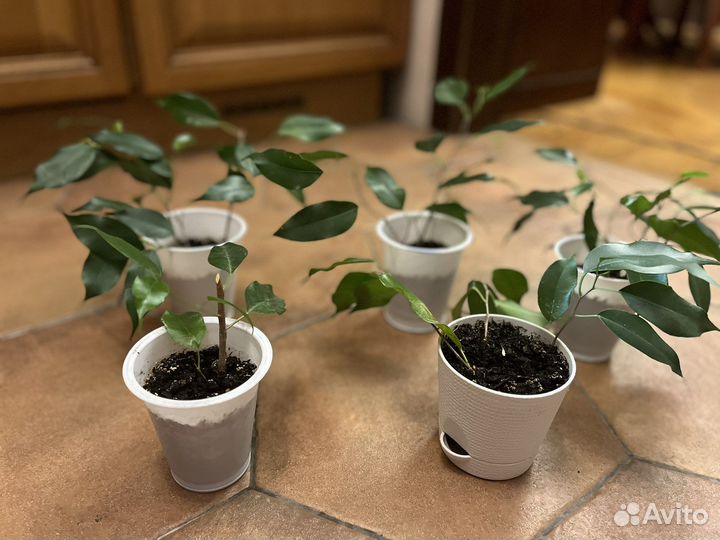 Фикус бенджамина