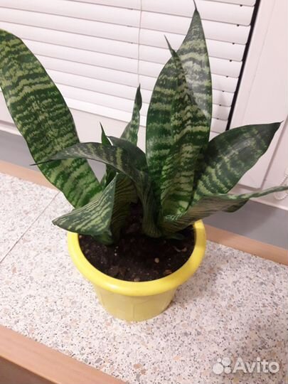 Сансиеверия щучий хвост