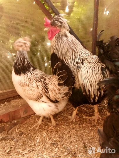 Яйцо инкубационное русская хохлатая