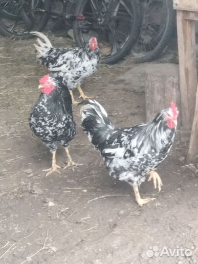 Молодые петухи