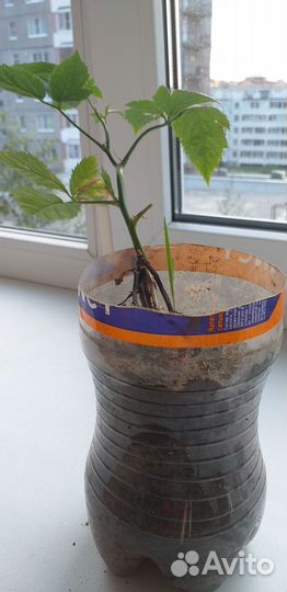 Ежевика бесшипная