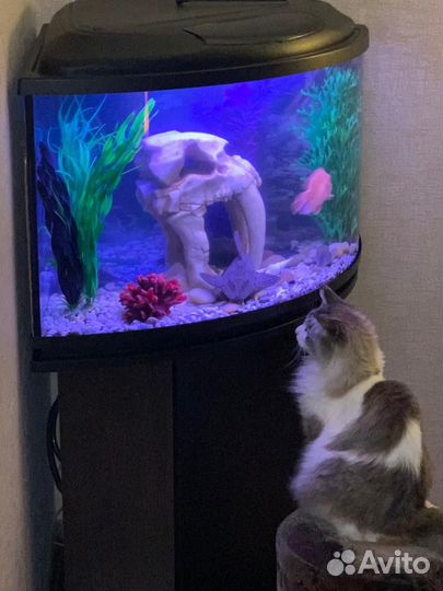 Аквариум с тумбой