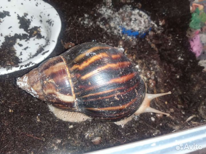 Улитка ахатина. Гигант Африка