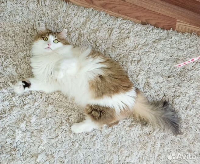 Кошка в дар
