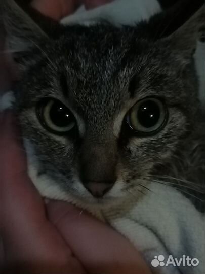 Котёнок около 4 месяцев