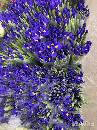 Ирисы букет ирисов