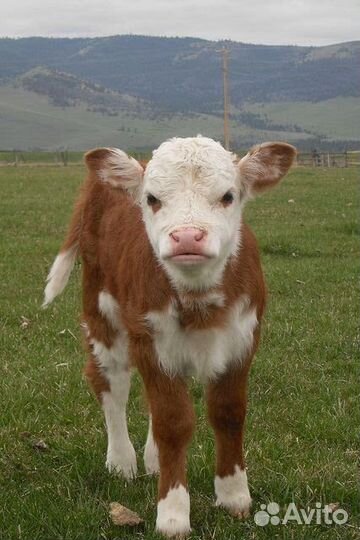 Бычки и телята