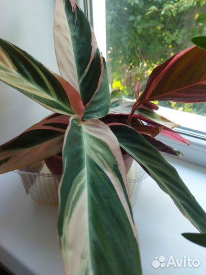 Комнатные цветы