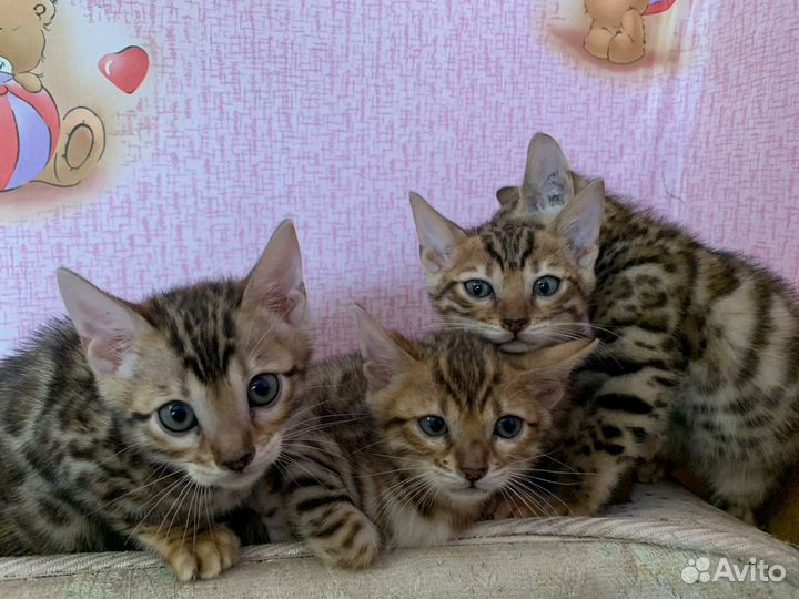 Бенгальские котята