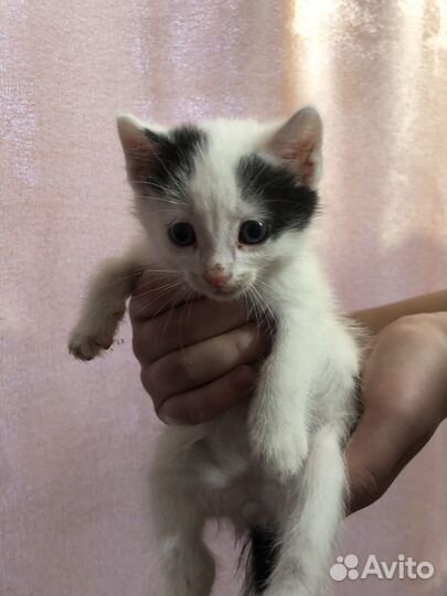 Отдам кота в добрые руки