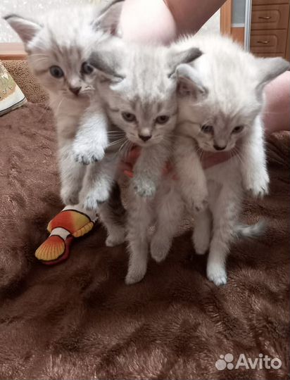 Шотландские котята