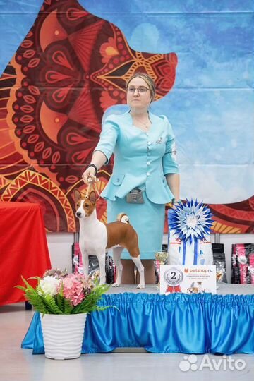 Хендлер (подготовка собак к выставке)