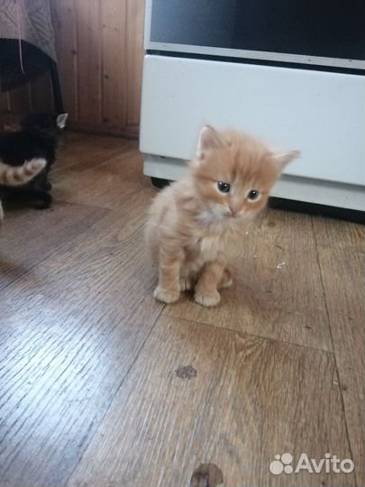 Кошки