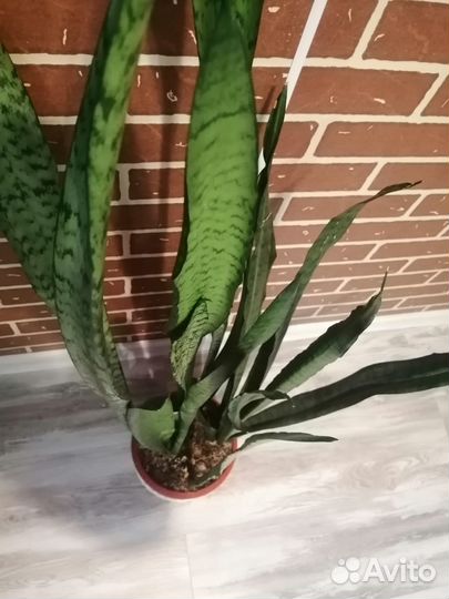 Сансевьера (щучий хвост)