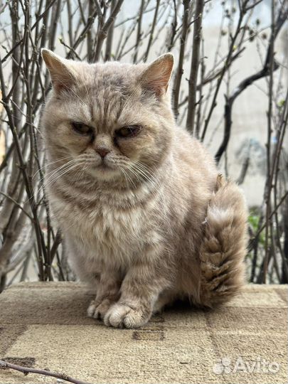 Британская короткошерстная кошка