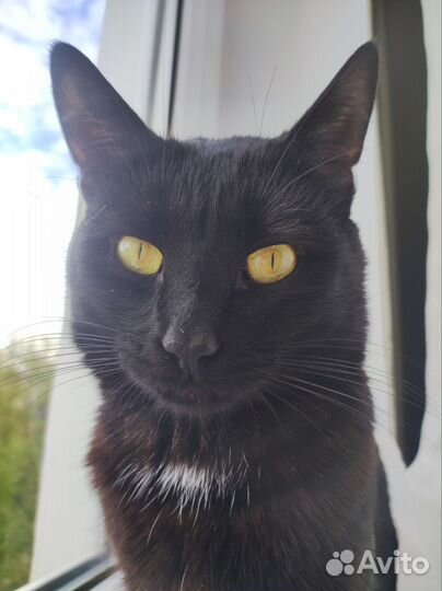 Кот для вязки