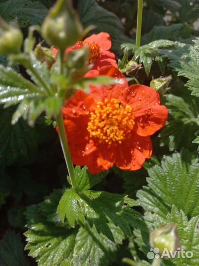 Гравилат оранжево-красный