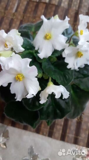 Детки,листья сортовых фиалок