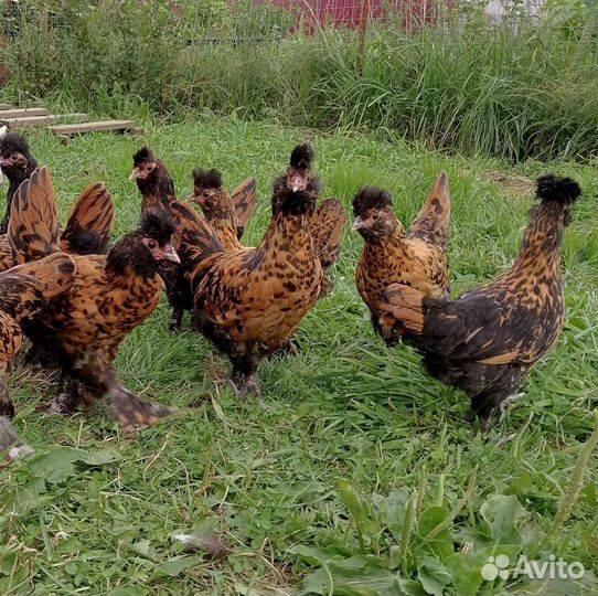 Петушки и курочки