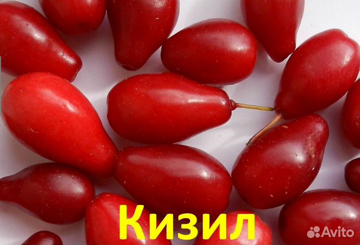 Плодовые Кустарники с доставкой - alena.park