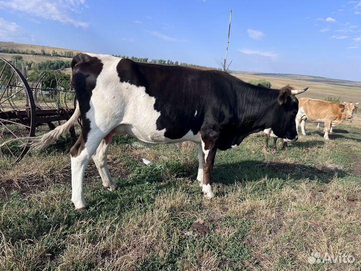 Корова с теленком бычок