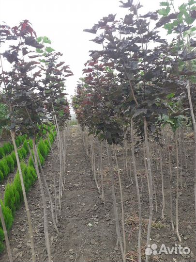 Красный клен на штамбе