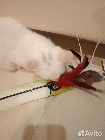 Котята ищут дом