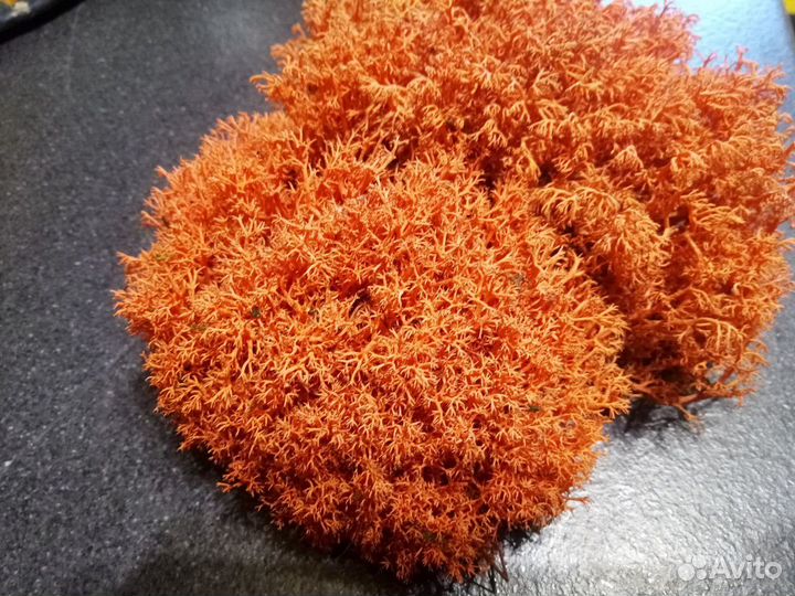 Мох ягель стабилизированный, цвет алый