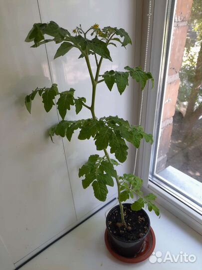 Томат снегирёк для балкона