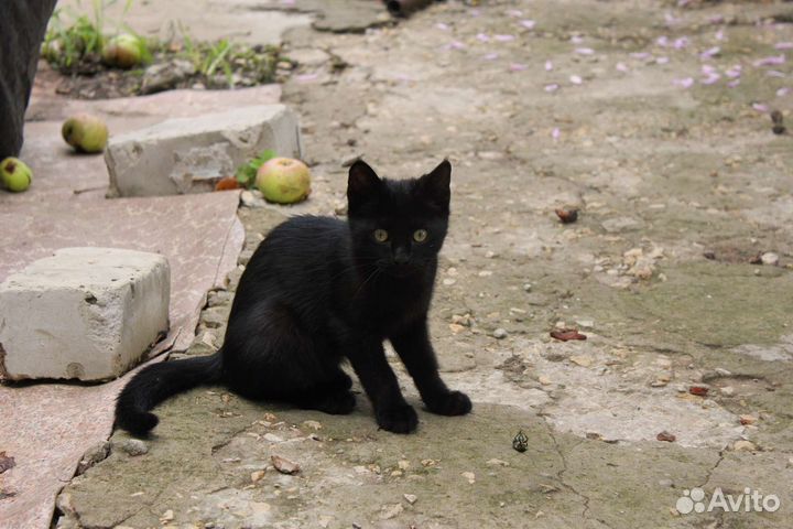 Котенок в добрые руки