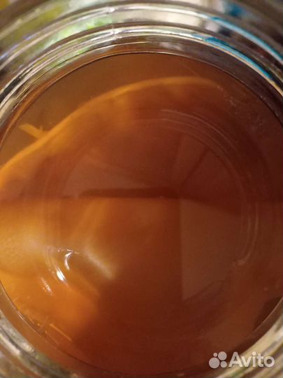 Чайный гриб