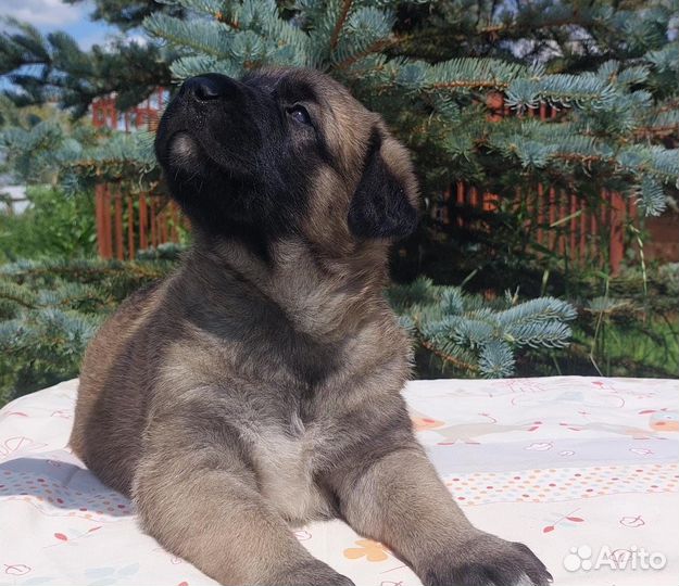 Щенки Турецкого кангала