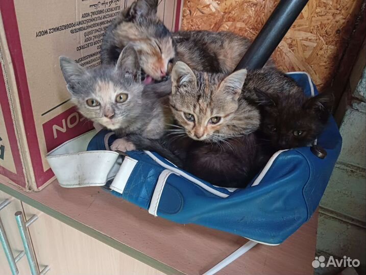 Кошки в добрые руки