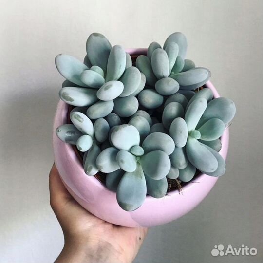 Пахифитум яйценосный