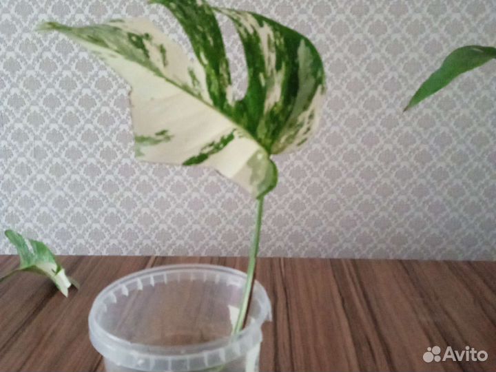 Вариегатная монстера Альба