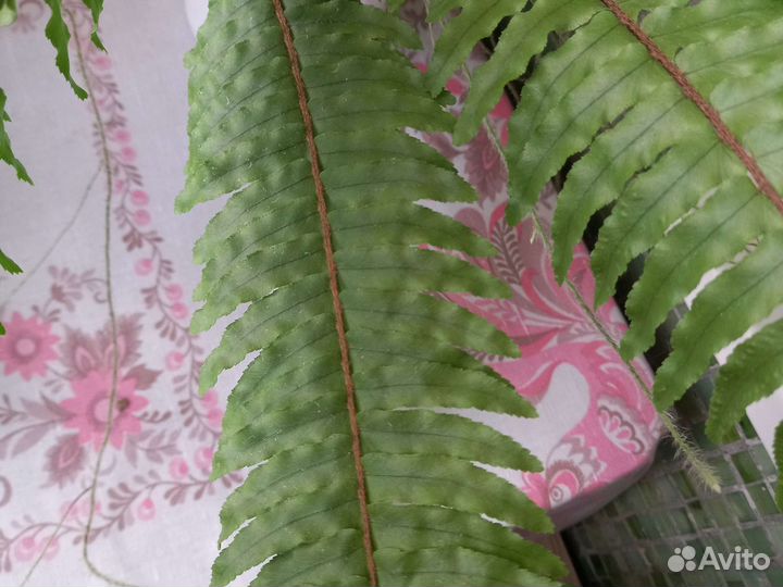 Папоротник