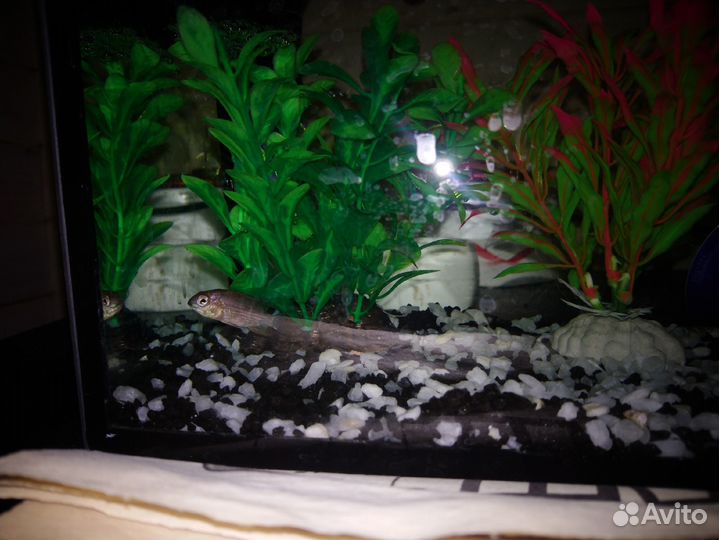 Рыба Акара Бирюзовая Малек