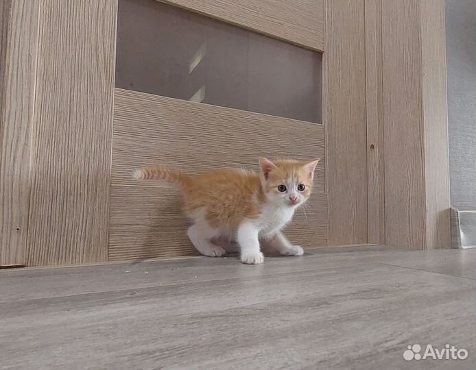 Отдам в добрые руки