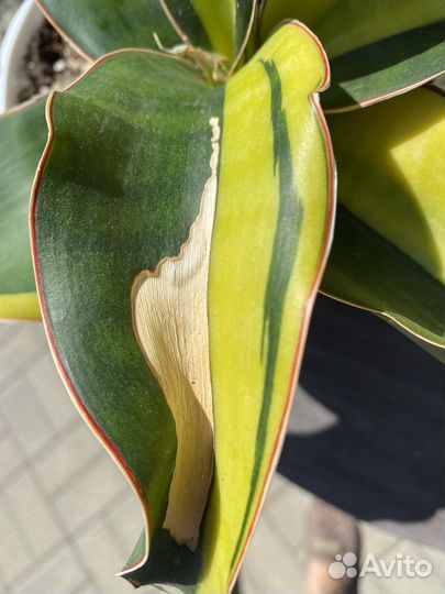 Сансевиерия