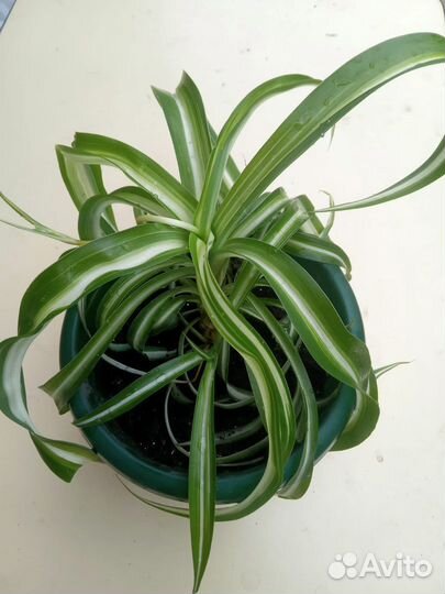 Цветы коматные