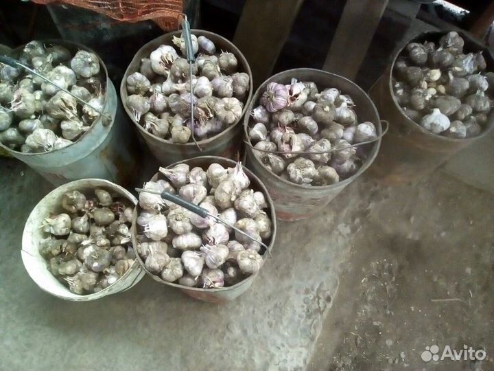Чеснок зимний очень крупный