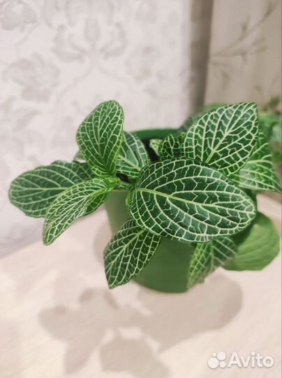 Колеус, комнатный цветок